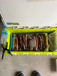 スルメイカの釣果