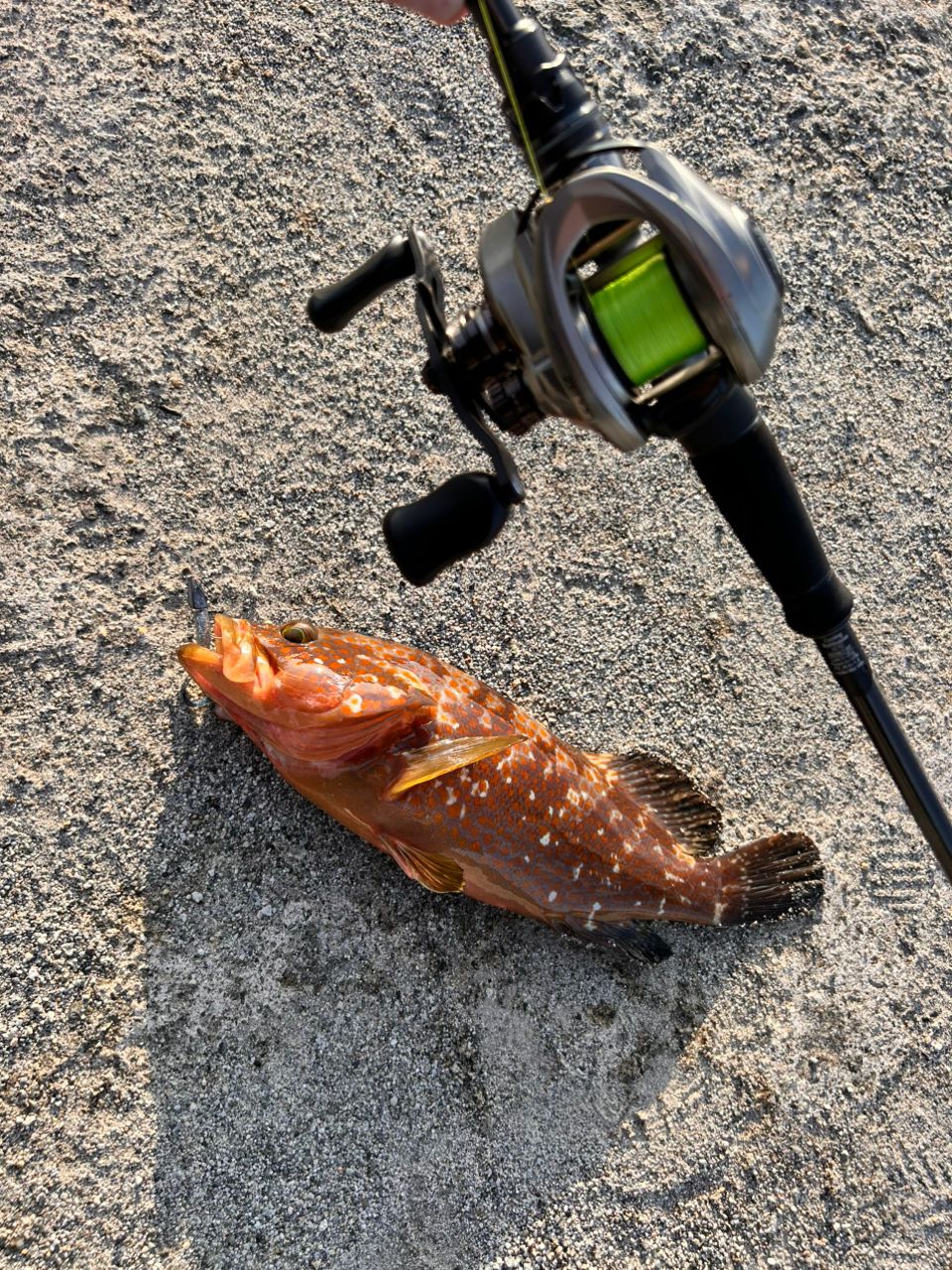 ソルティーステージプロトタイプベイトフィネス XKRC-79LT-BF SaltyStage KR-X Prototype Baitfinesse (ソルティーステージ