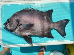 イシダイの釣果