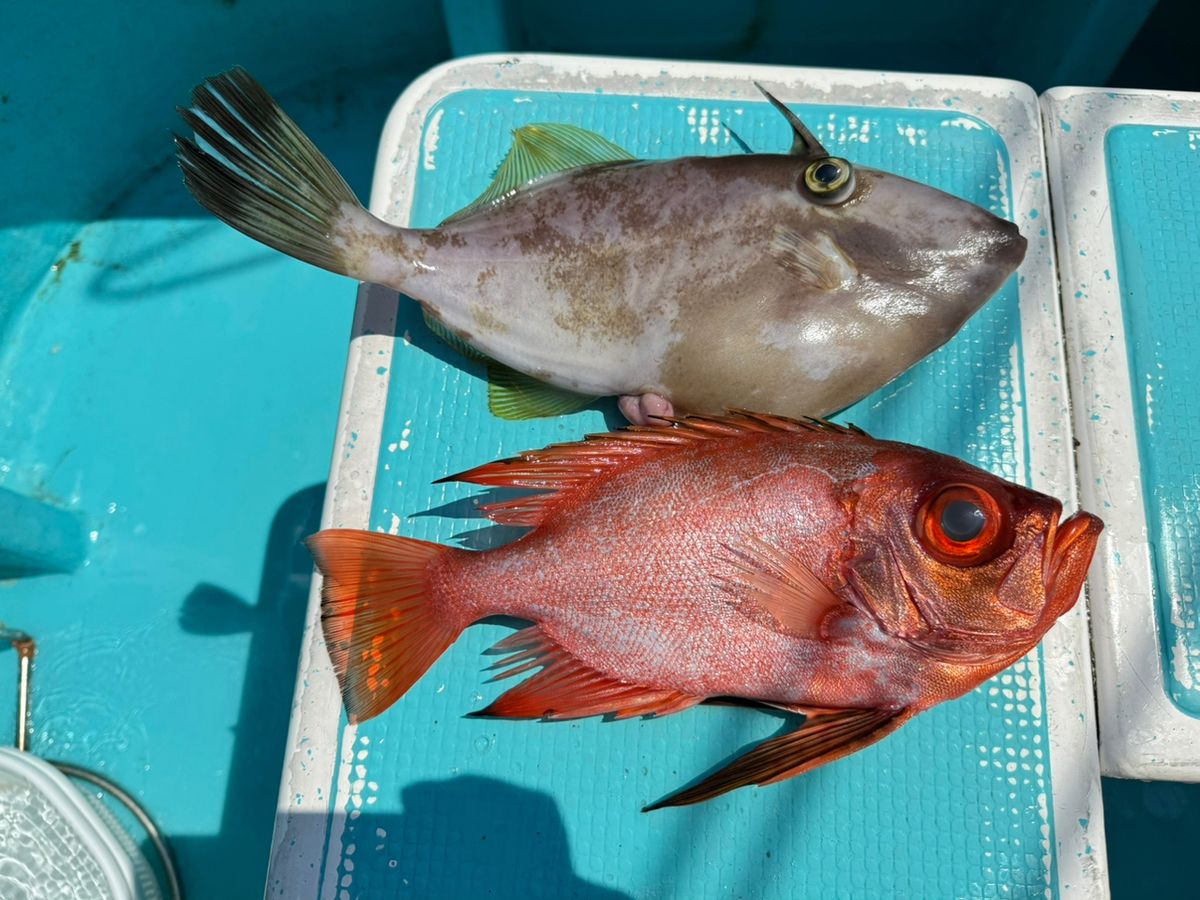 A16さんの釣果 2枚目の画像