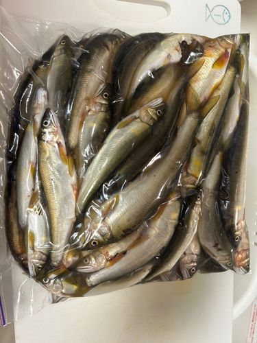 アユの釣果