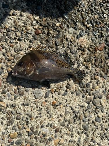 コショウダイの釣果