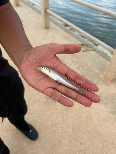 シロギスの釣果