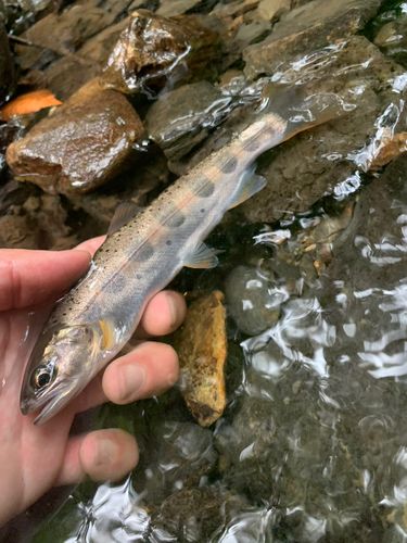 アマゴの釣果