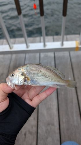イシモチの釣果