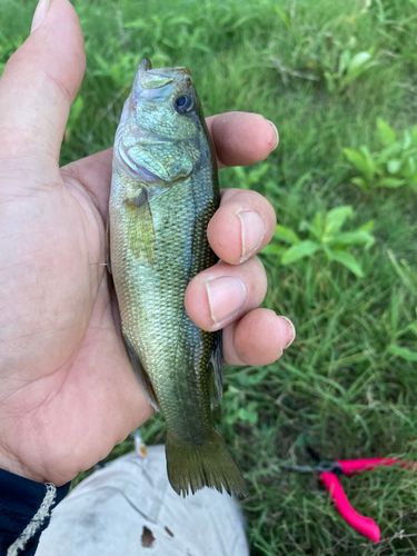 ラージマウスバスの釣果