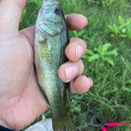 ラージマウスバス