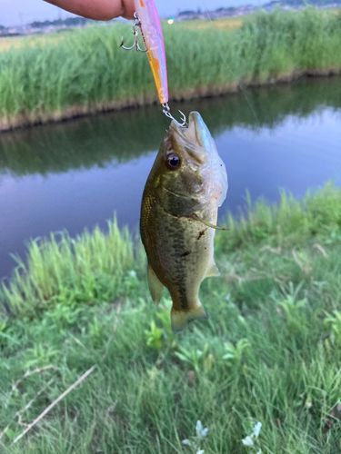 ラージマウスバスの釣果