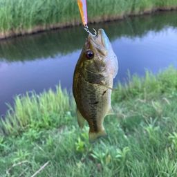 ラージマウスバス