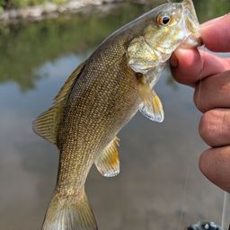 スモールマウスバス