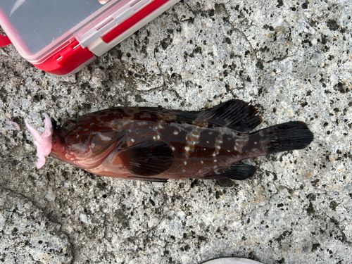 キジハタの釣果