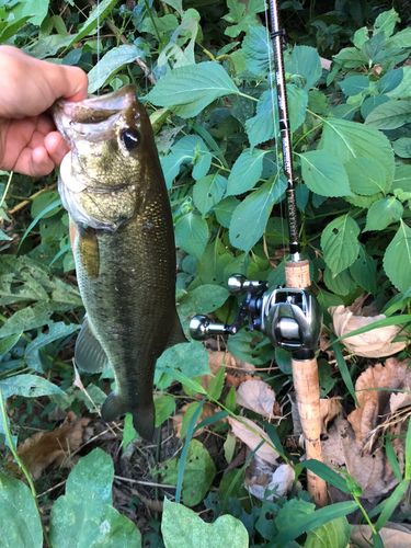 ブラックバスの釣果