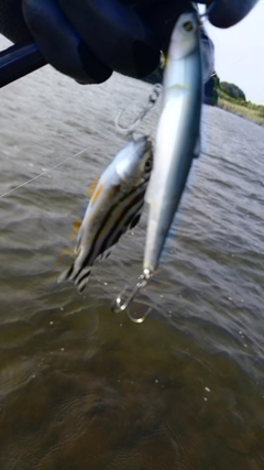 コトヒキの釣果