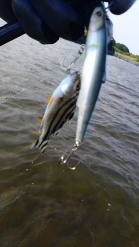 コトヒキの釣果