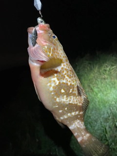キジハタの釣果