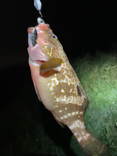 キジハタの釣果