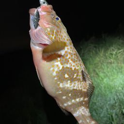 キジハタ