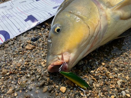 コイの釣果