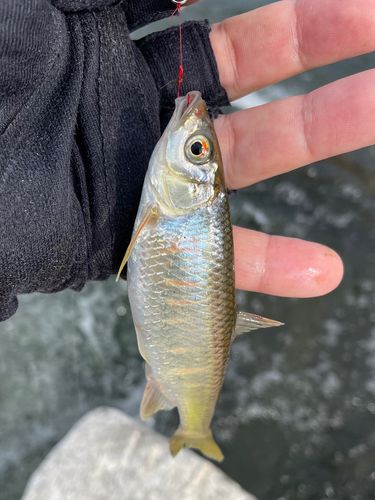 オイカワの釣果