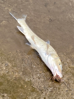 ニゴイの釣果