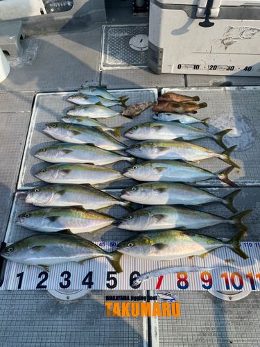 ハマチの釣果