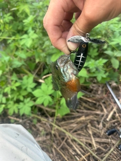 ブルーギルの釣果