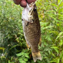 スモールマウスバス