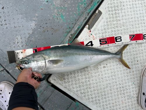 ハマチの釣果