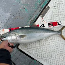 ハマチ