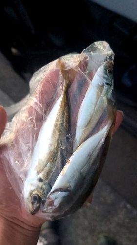 マアジの釣果