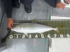 ヒラマサの釣果