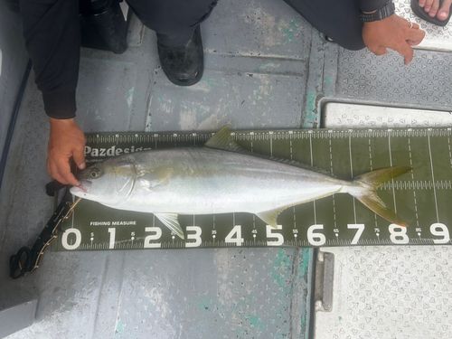 ヒラマサの釣果