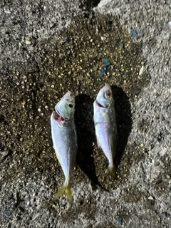 アジの釣果