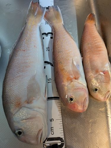 シロアマダイの釣果