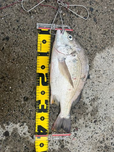 キビレの釣果