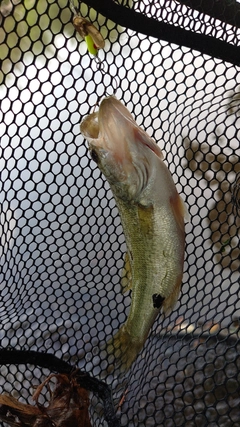 ラージマウスバスの釣果