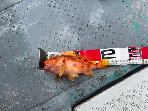 アヤメカサゴの釣果