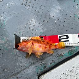 アヤメカサゴ