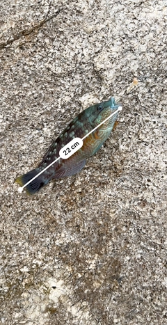 ホシササノハベラの釣果