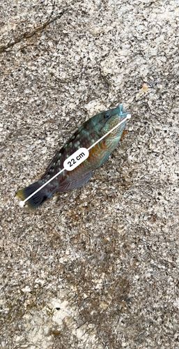 ホシササノハベラの釣果