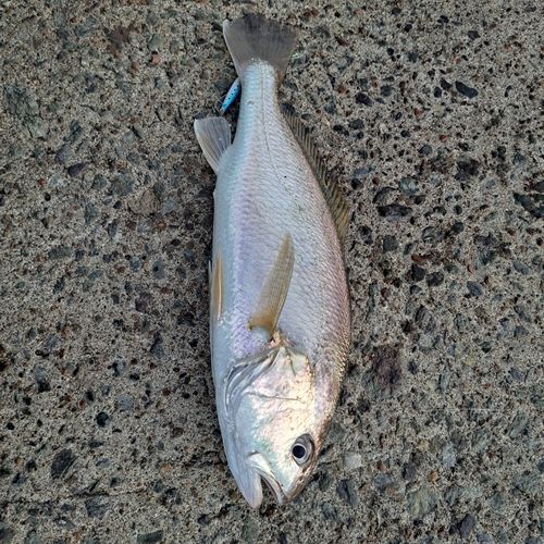 釣果