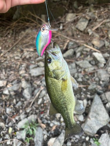 ブラックバスの釣果