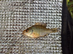 ブルーギルの釣果