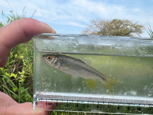 カワムツの釣果