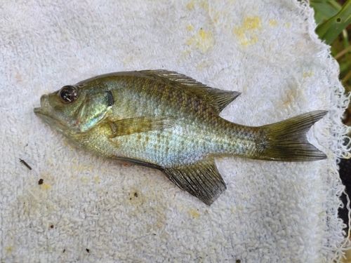 ブルーギルの釣果