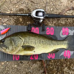 ラージマウスバス