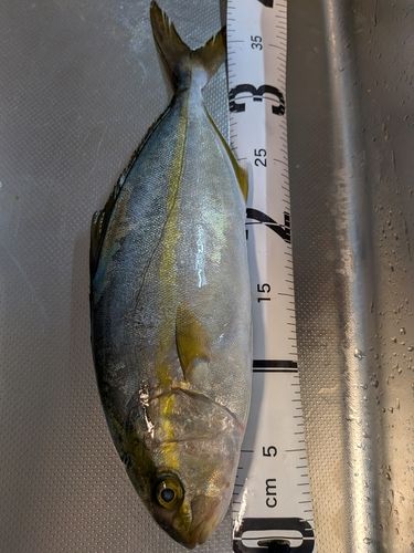 シオの釣果