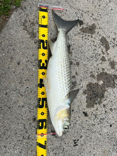 ボラの釣果