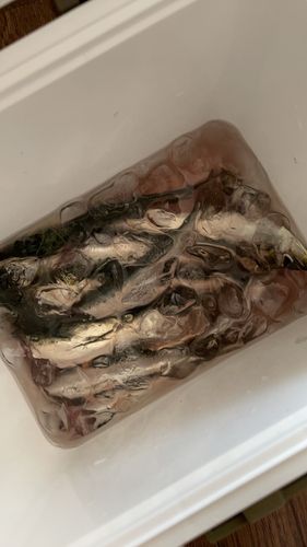 マイワシの釣果
