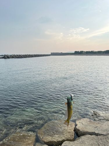 アナハゼの釣果
